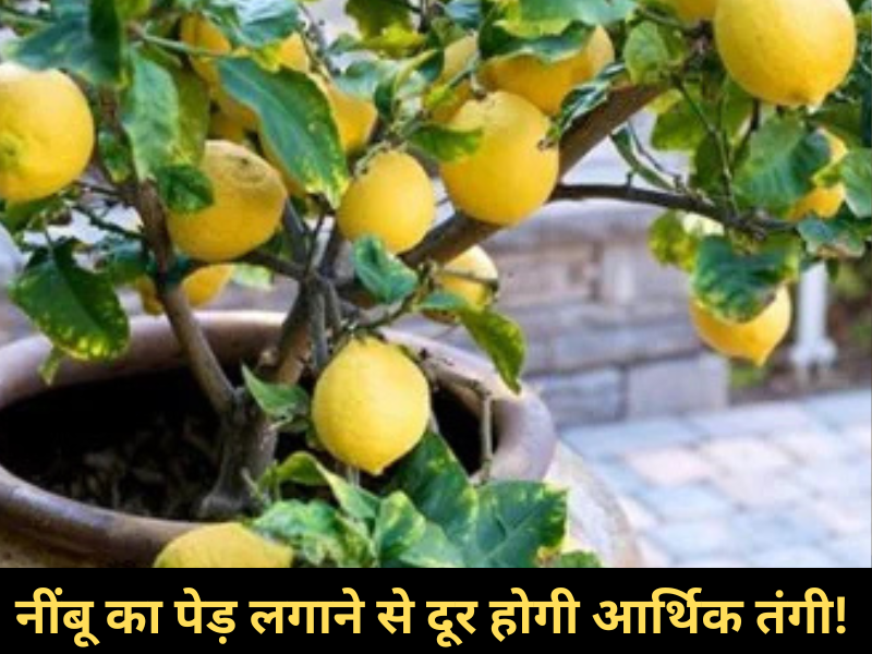 Tips For Lemon Tree
