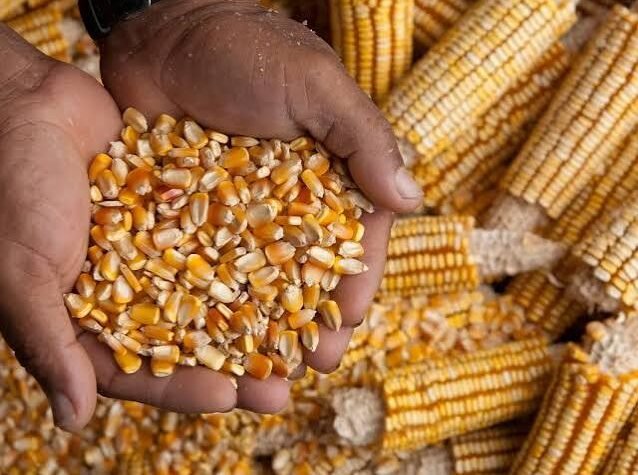 मक्का इथेनॉल खरीद कीमत में कटौती की खबर के साथ मक्के की फसल
