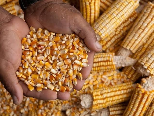 मक्का इथेनॉल खरीद कीमत में कटौती की खबर के साथ मक्के की फसल